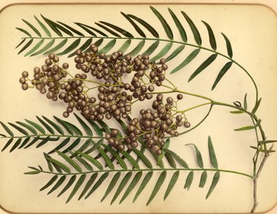 Paarse bloemen, 1870s door Pietro Guidi